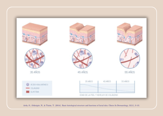 Arda, O., Göksügür, N., & Tüzün, Y. (2014). Basic histological structure and functions of facial skin. Clinics In Dermatology, 32(1), 3-13.