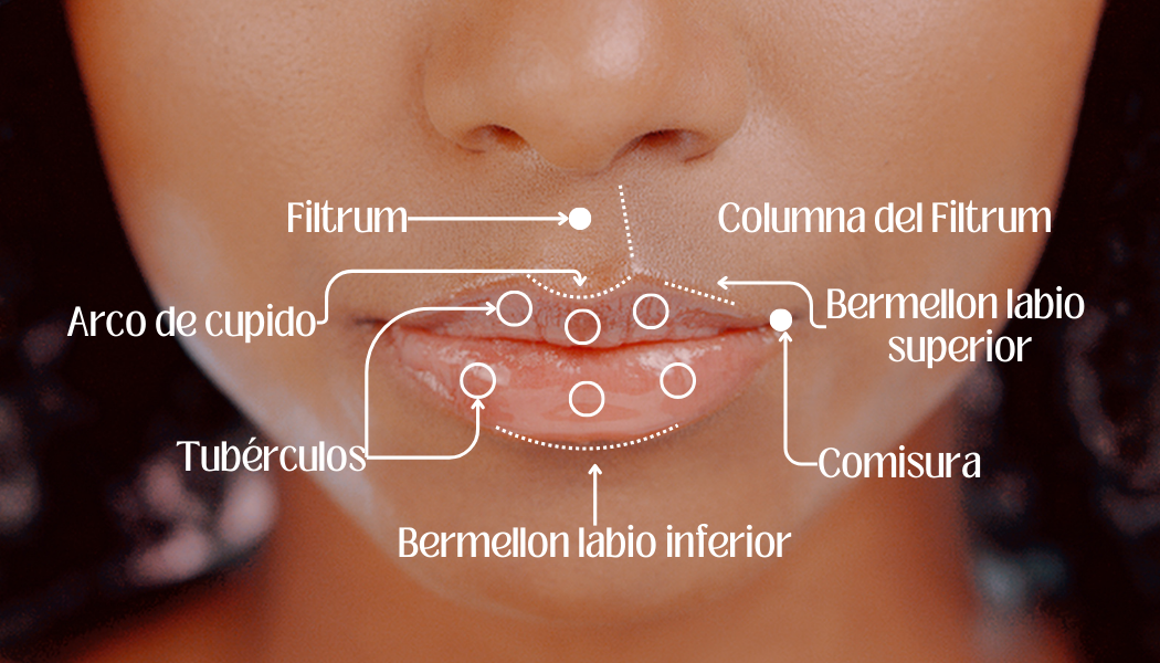 anatomia 1