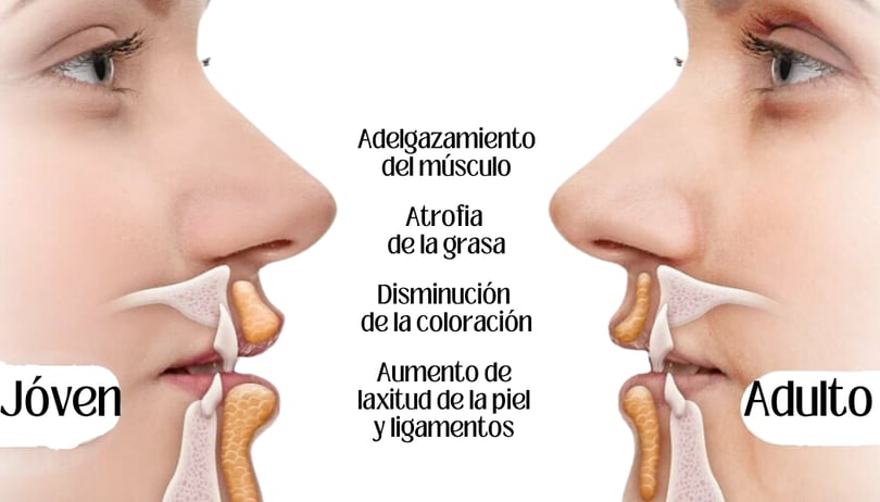 anatomia